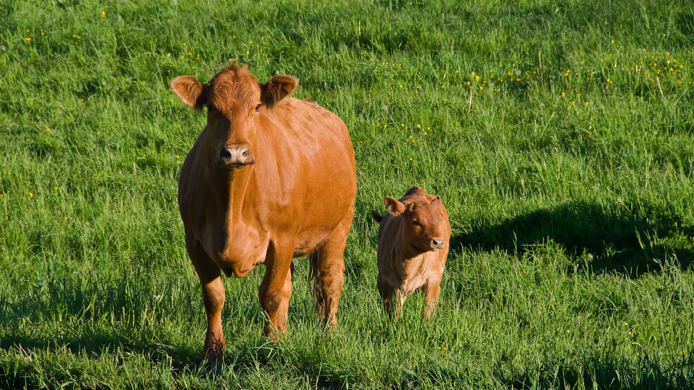 Brown Jersey cow mother and calf grazing in a grassy field.