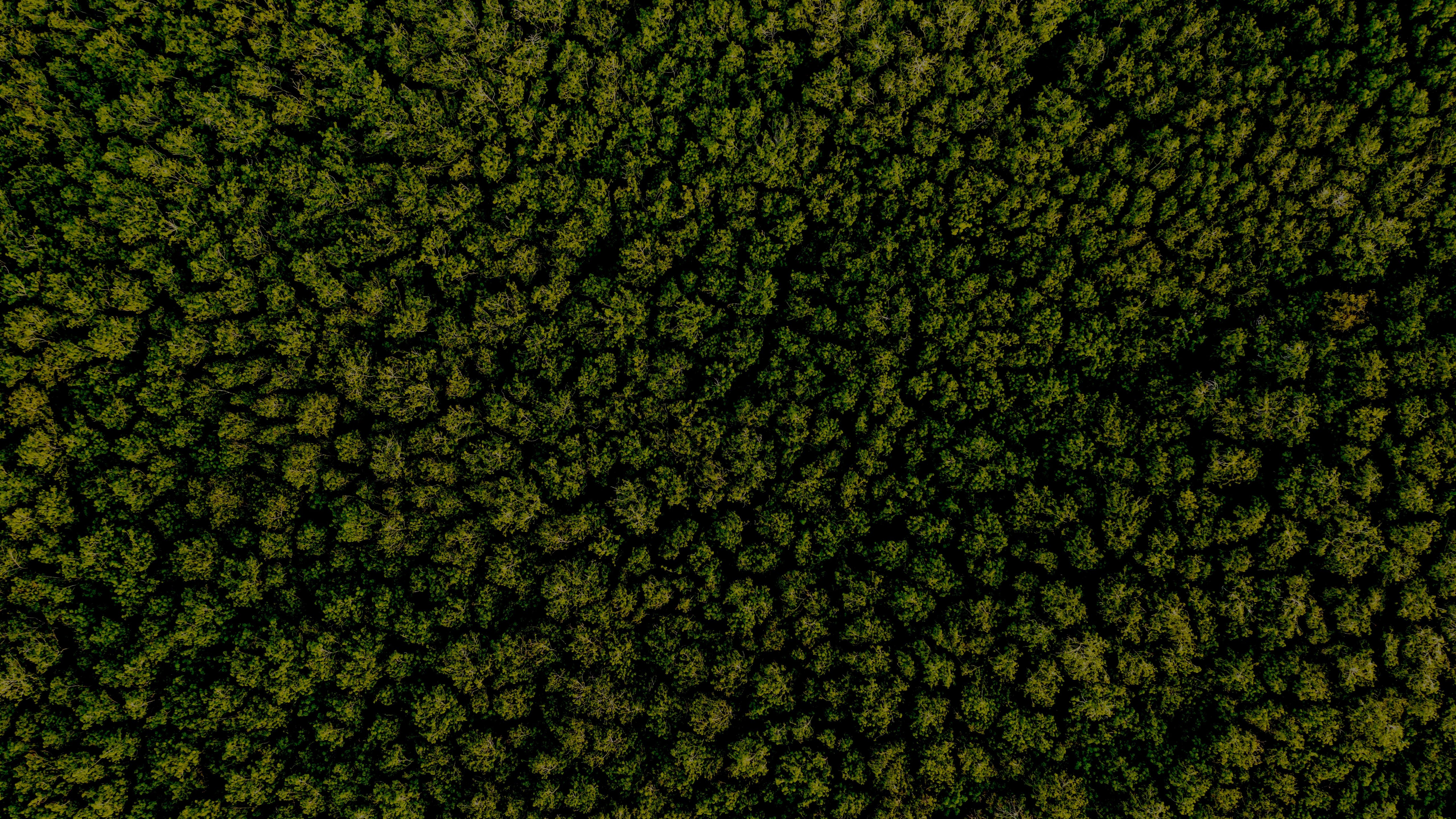 Vue aérienne Arbres dans la forêt Vue de dessus Écosystème de la forêt tropicale et environnement sain Concept et texture de fond de la forêt Vue arbres verts d’en haut Texte copie espace.