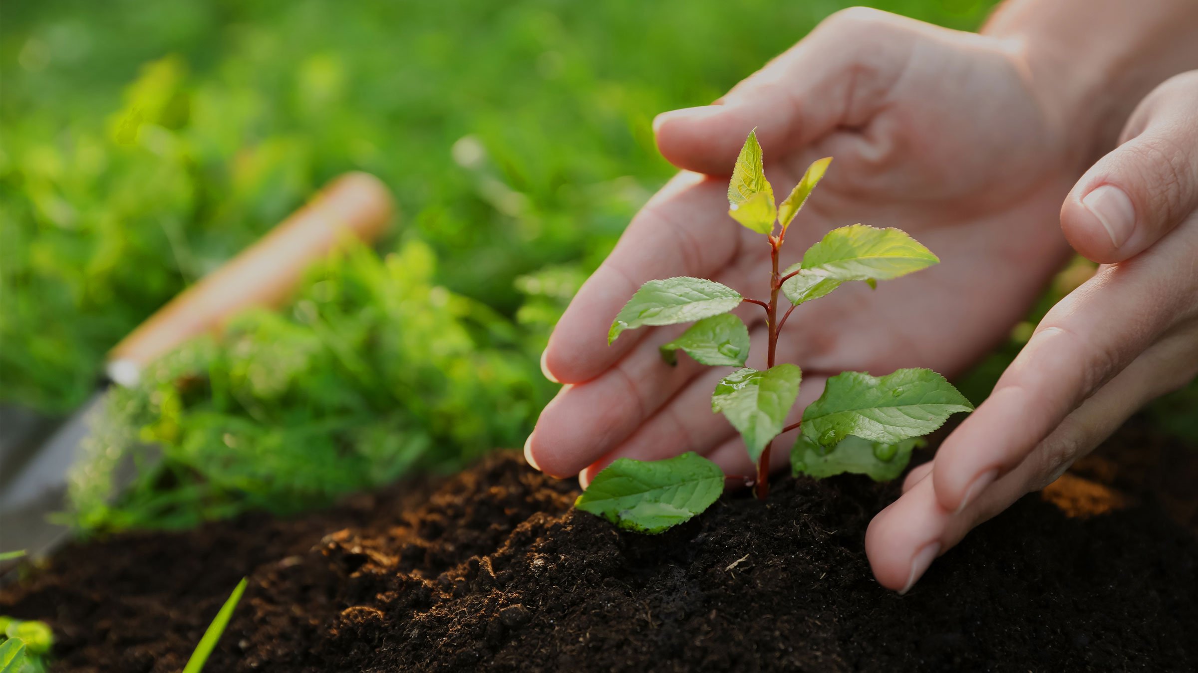 Hands are planting a new plant in a soil