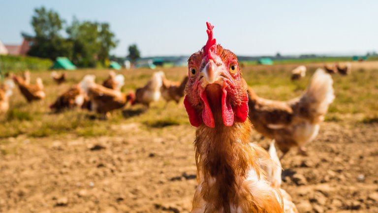 Pollo che guarda direttamente avanti in un allevamento di pollame all’aperto. Sullo sfondo pascolano altri polli.