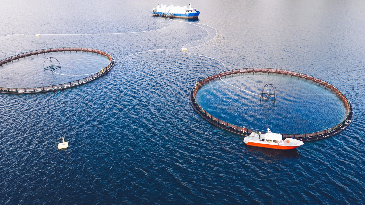 在一大片水域中用于生产海鲜的两个圈养笼。靠近图片底部的两个圈养笼都连接着一艘较大的渔船。另一艘较小的渔船在右侧圈养笼上方。