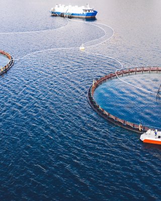 Dos anillos de pesca para la producción pesquera en una gran masa de agua. Una gran embarcación pesquera está conectada a ambos anillos cerca de la parte inferior de la imagen. Una embarcación pesquera más pequeña está cerca de la parte superior derecha del anillo.