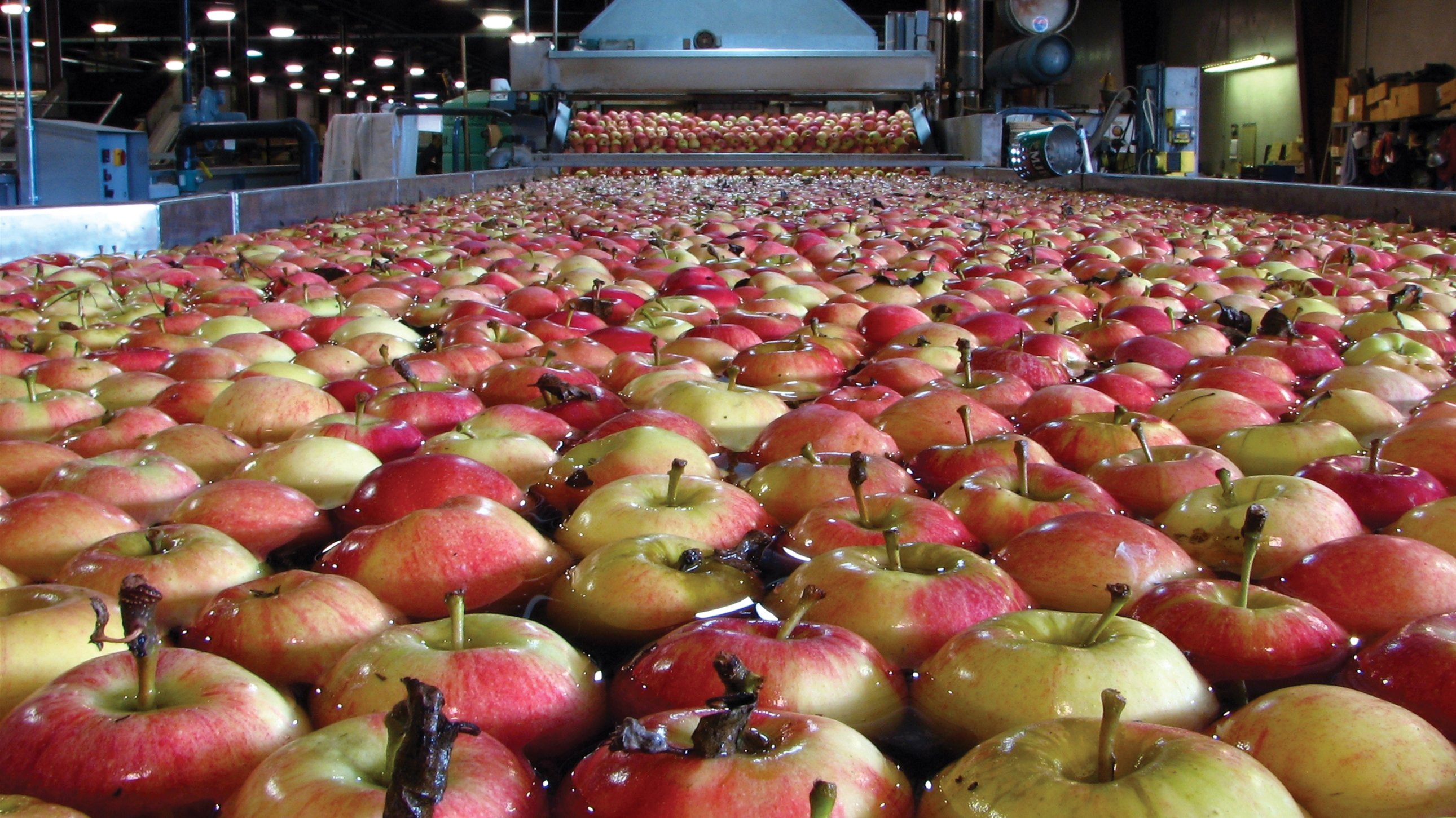 Apples on a conveyor belt