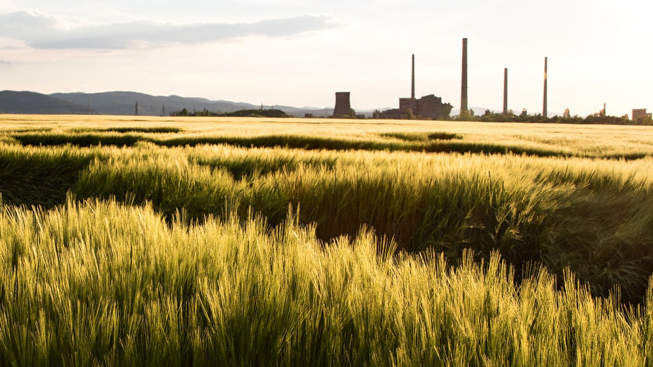 Low afternoon sunlight falling on a field of cereal crops in the middle of the spring. The chimneys of an old industry factory are visible behind.