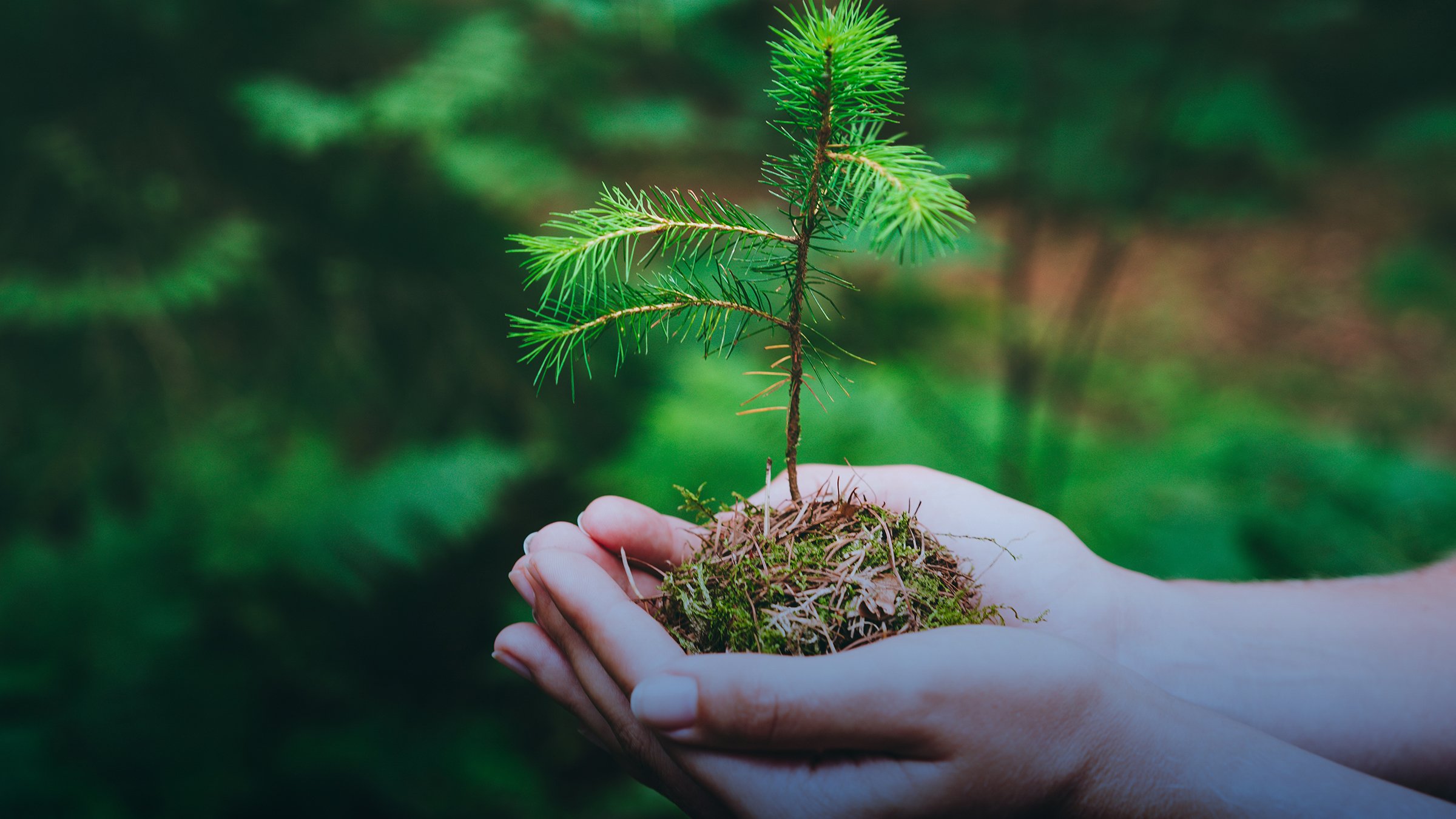 Female hand holding wild pine tree seedling in green forest depicting sustainability