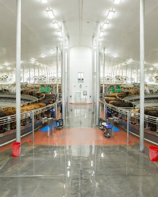 Cows being milked in two milking rotaries side by side in a large barn