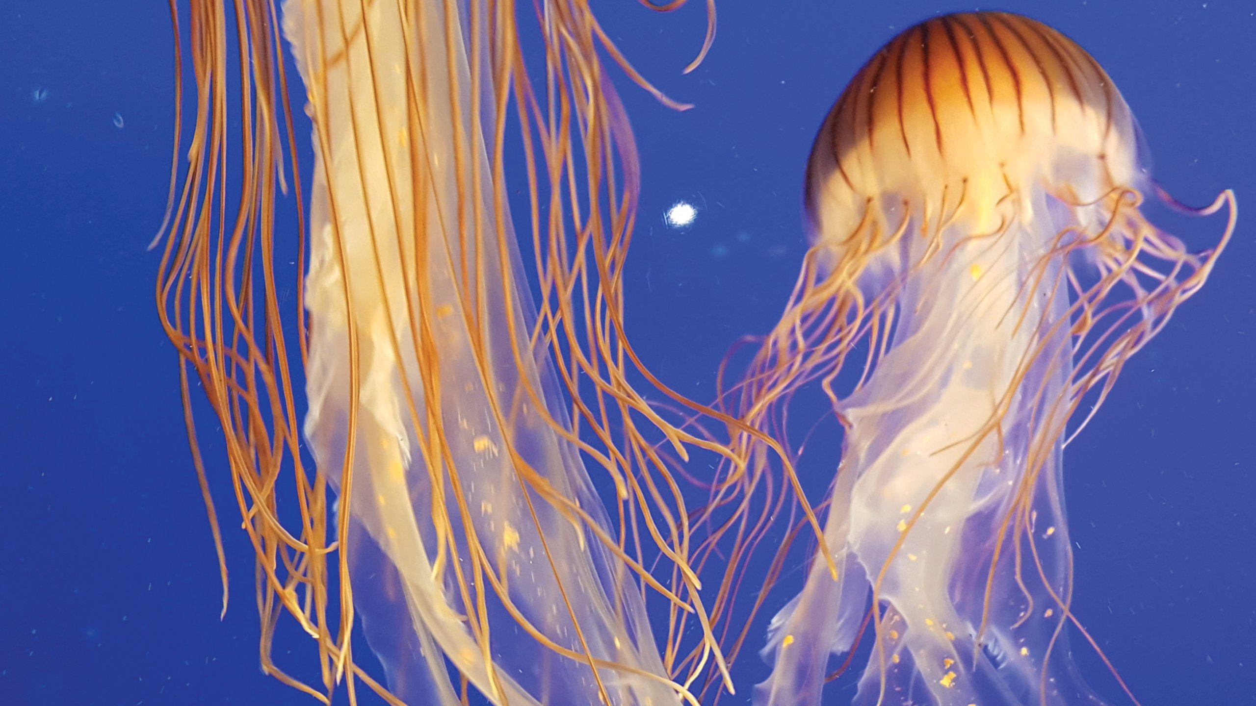 Orange jellyfish in blue ocean water