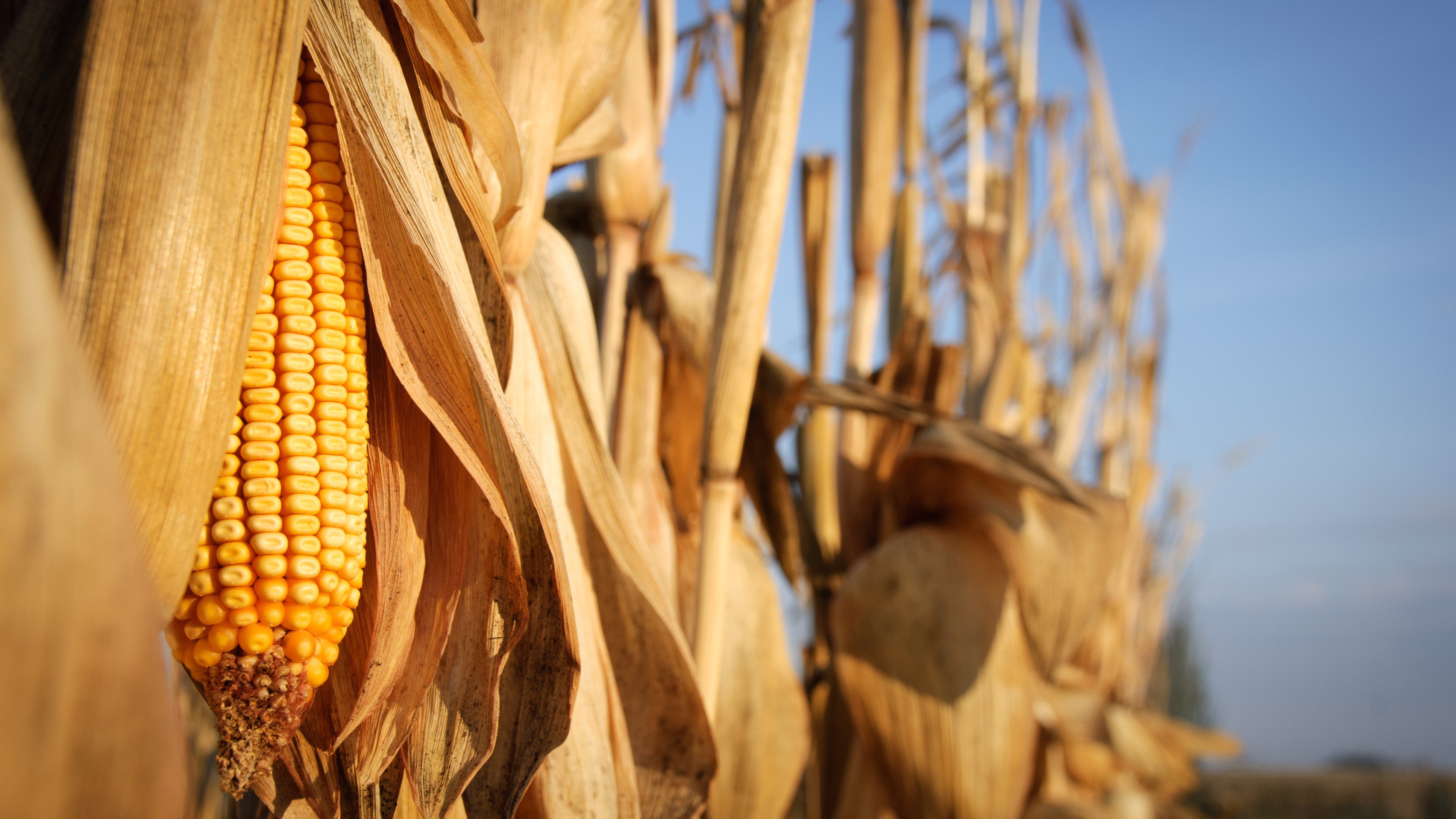  Row of Corn – Ethanol Company