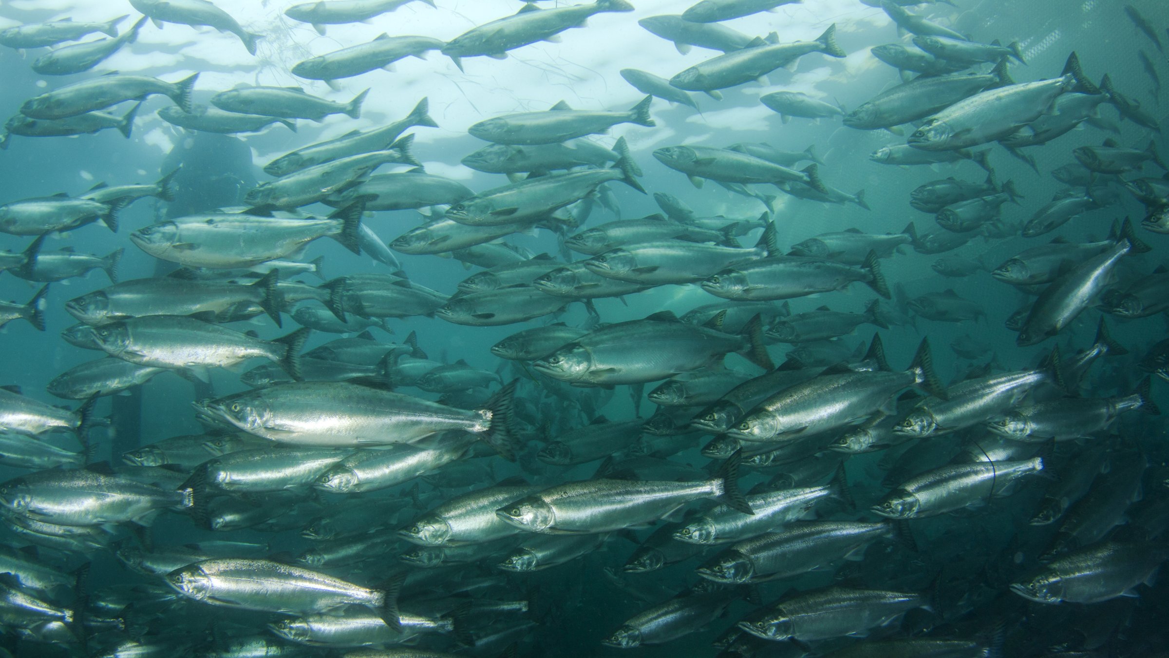 A shoal of fish in the ocean