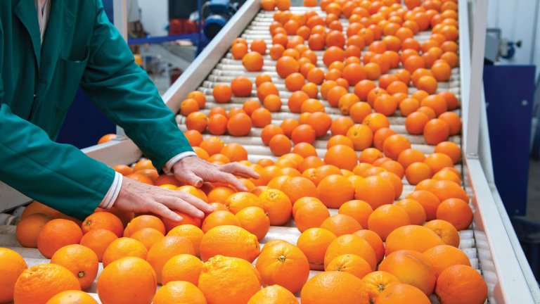 Arbeiter bei der Qualitätskontrolle für Orangen auf einem Förderband in einer Einrichtung für die Lebensmittelproduktion