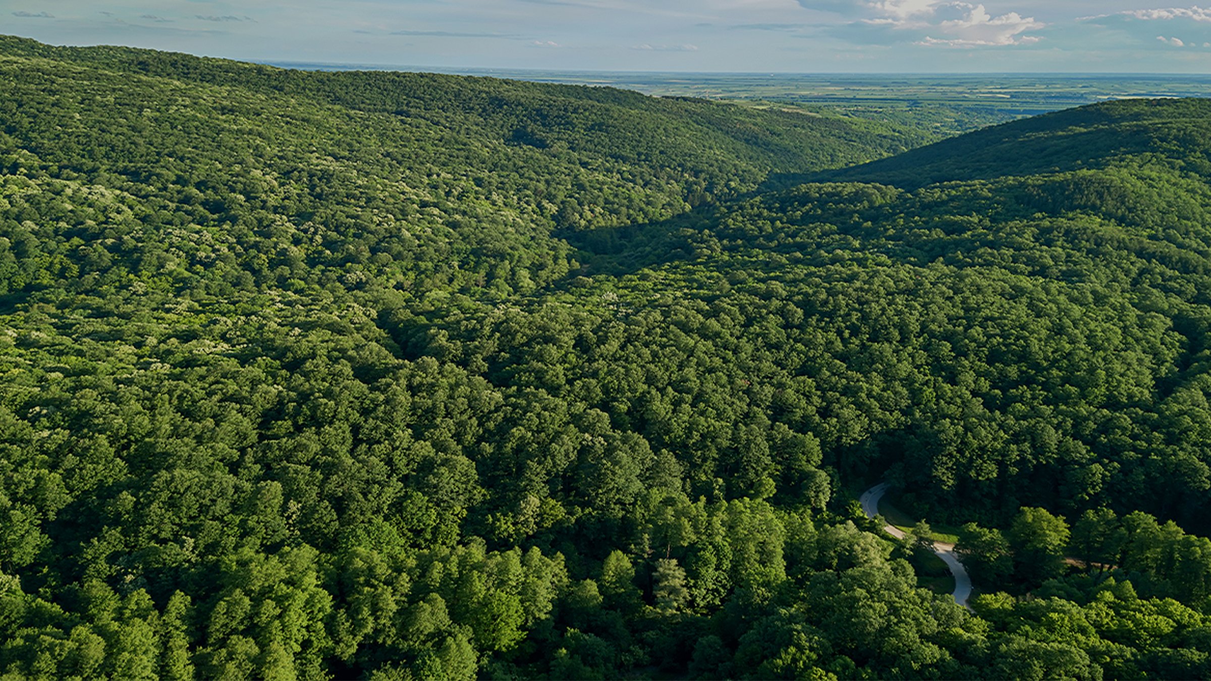 Aerial forest scenery