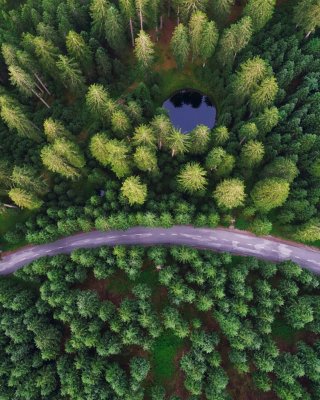 Green forest with a road