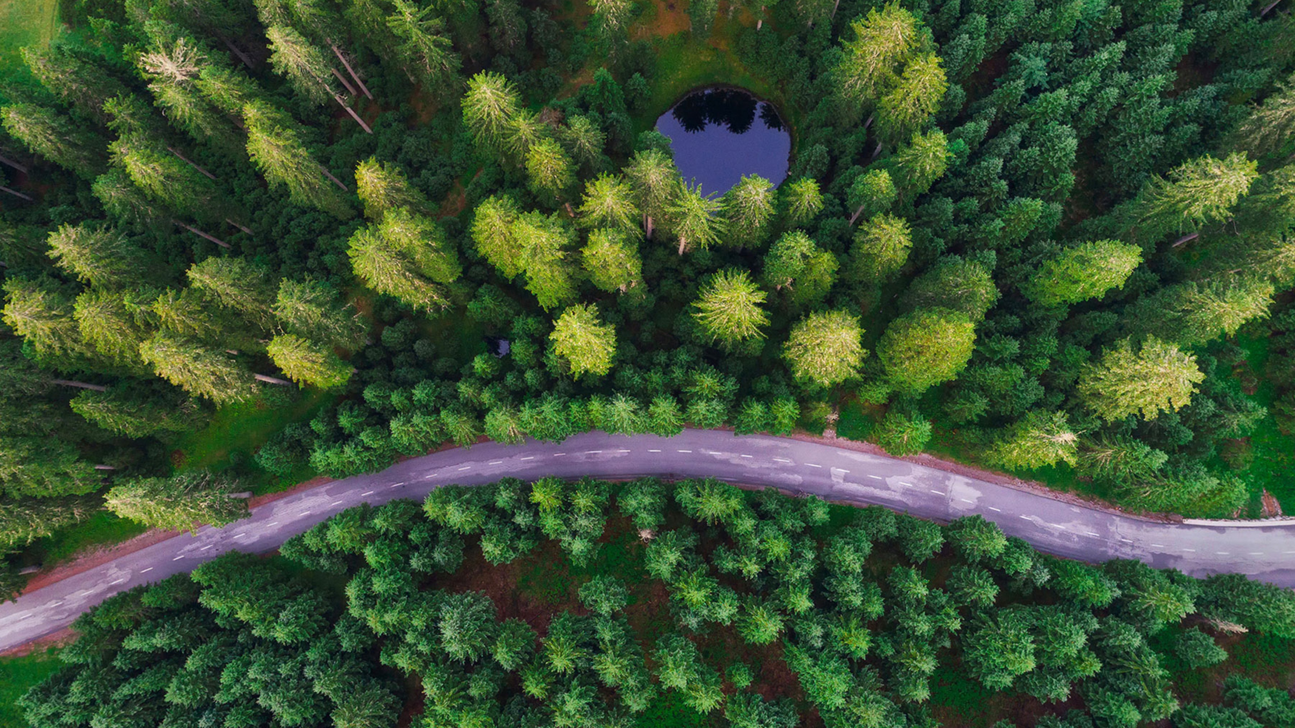 Trees