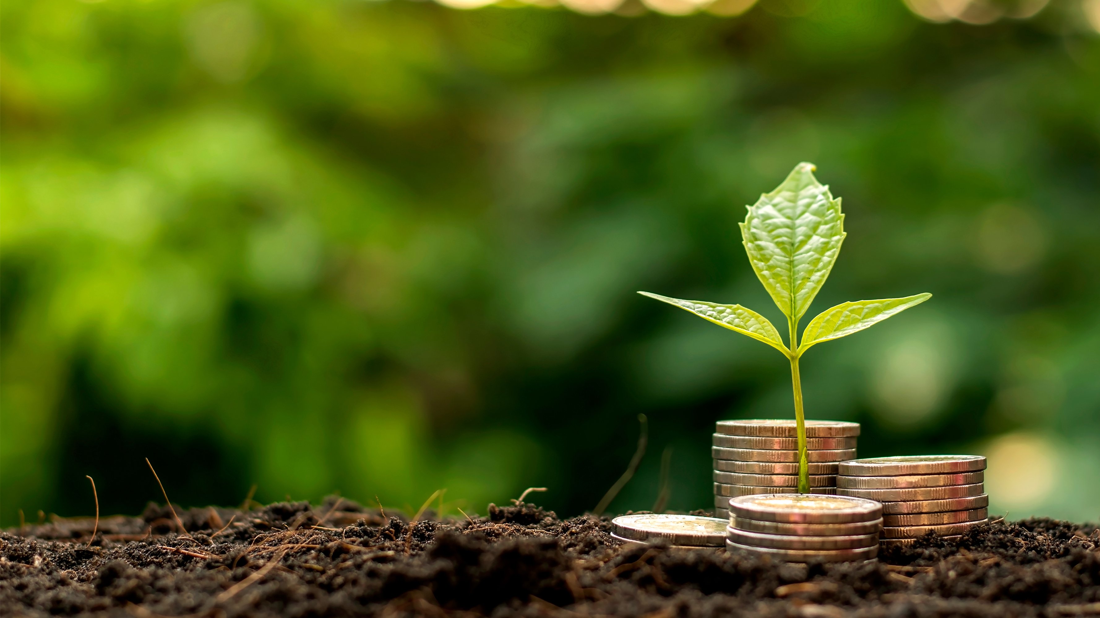 Seedling growing on a pile of coins