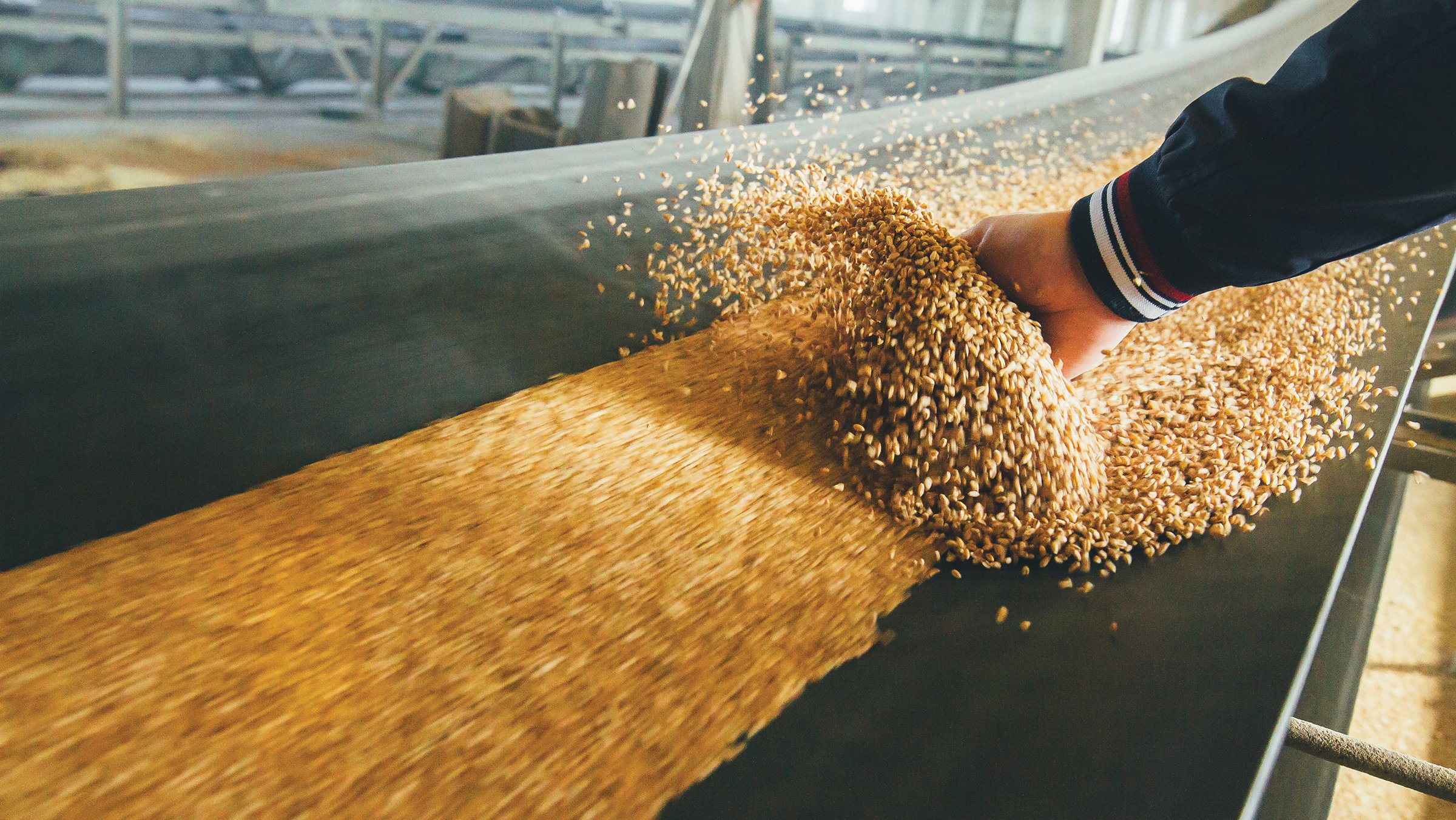 Wheat flour production with man hand sifting product