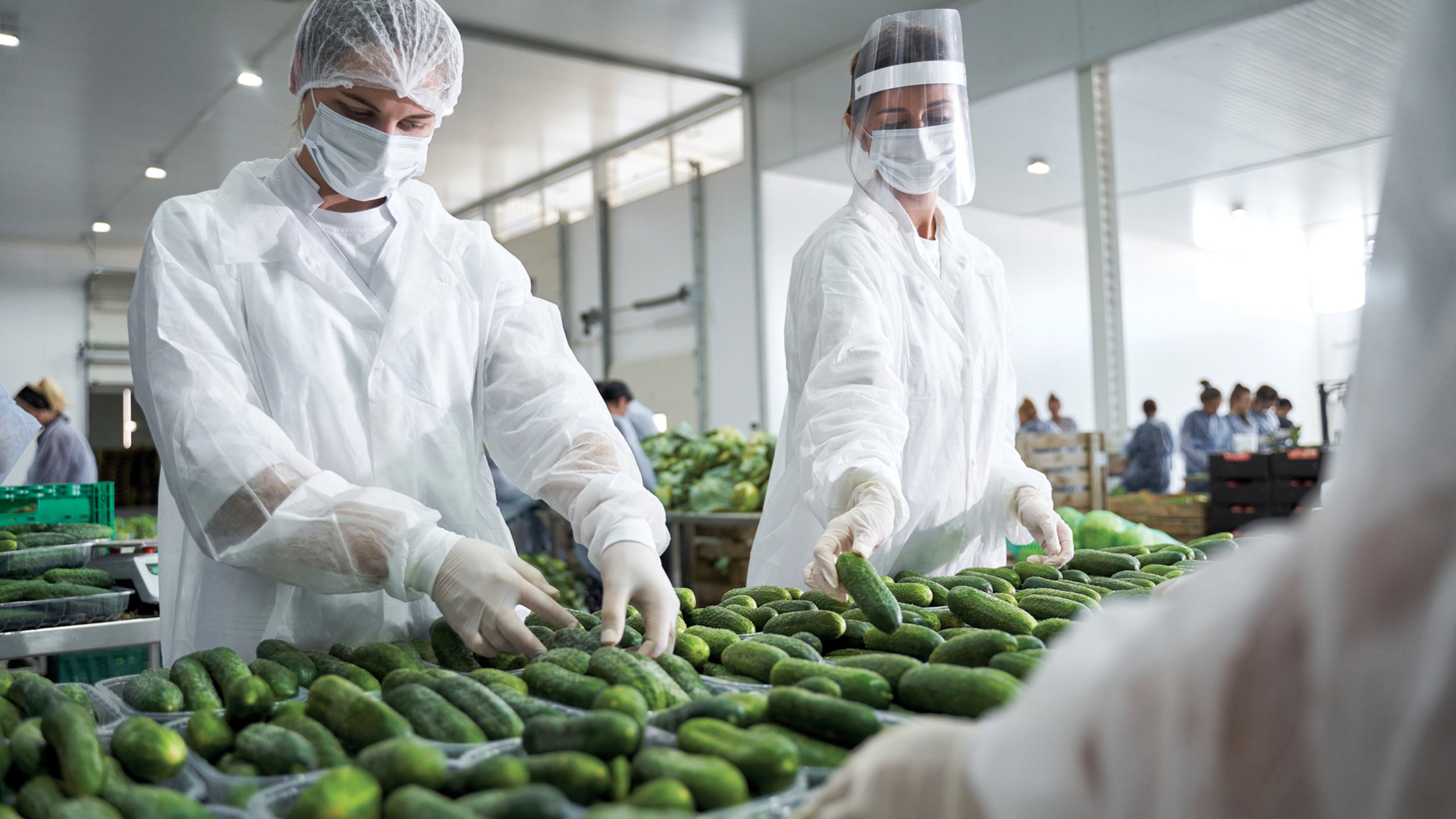 workers in latex gloves sorting cucumbers in food processing manufacturing plant