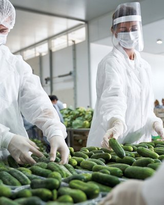 workers in latex gloves sorting cucumbers in food processing manufacturing plant