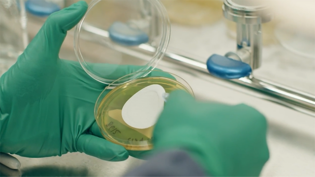 surgical gloved hands handling petri dish