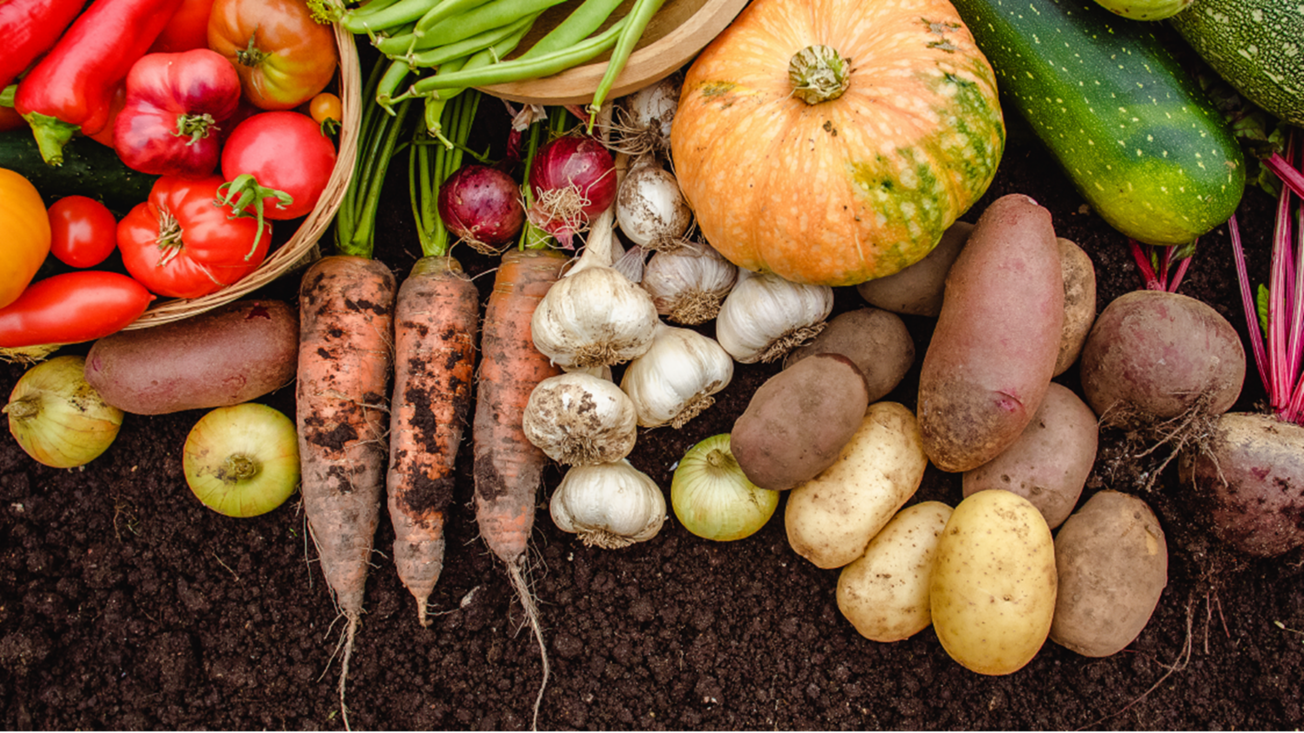 Harvest Food Group Overcomes Operational Gaps with Plex