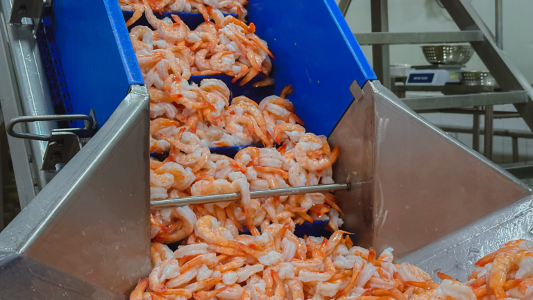 Cooked shrimp on the belt in the production line, shrimp industry
