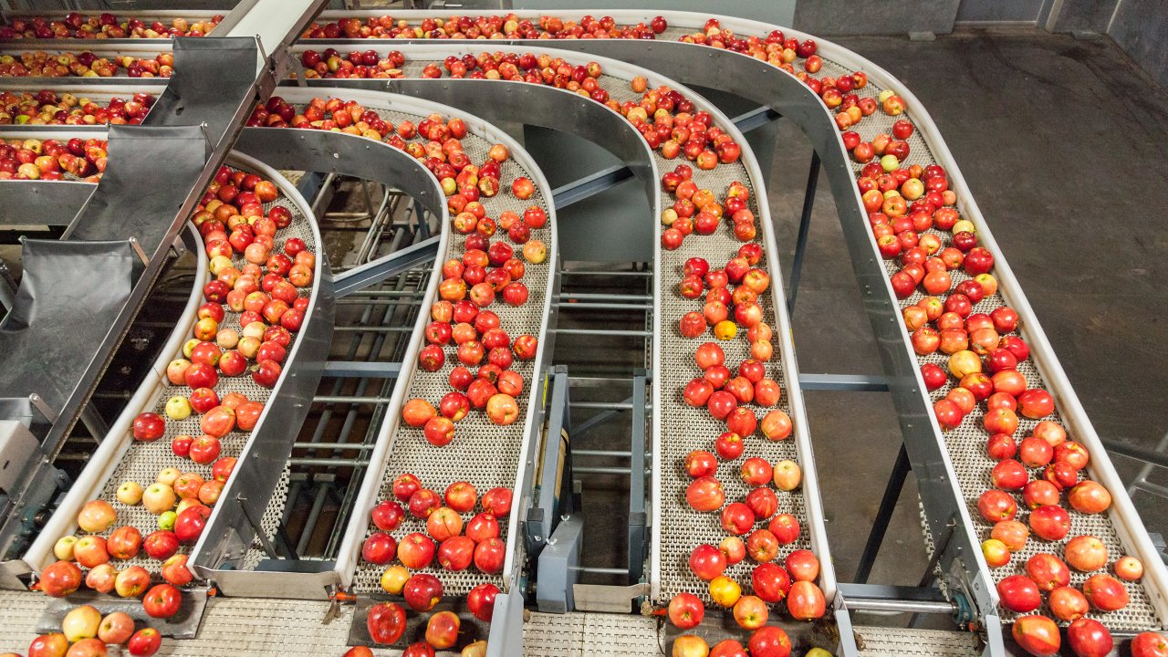 apples being sorted on four sorting conveyor belts