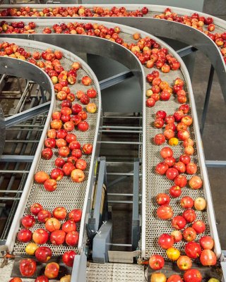 apples being sorted on four sorting conveyor belts