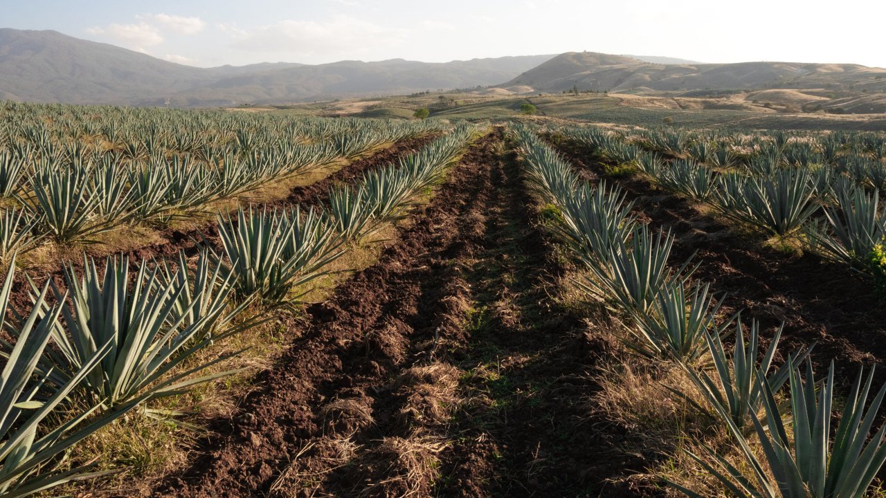 agave plants used in tequila production from jalisco mexico