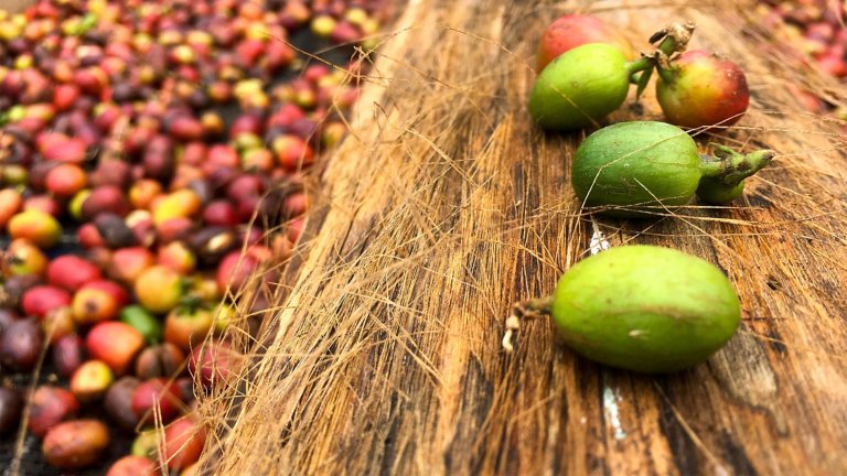 Coffee cherries in different states of ripeness from green to overripe, in West Java, Indonesia.