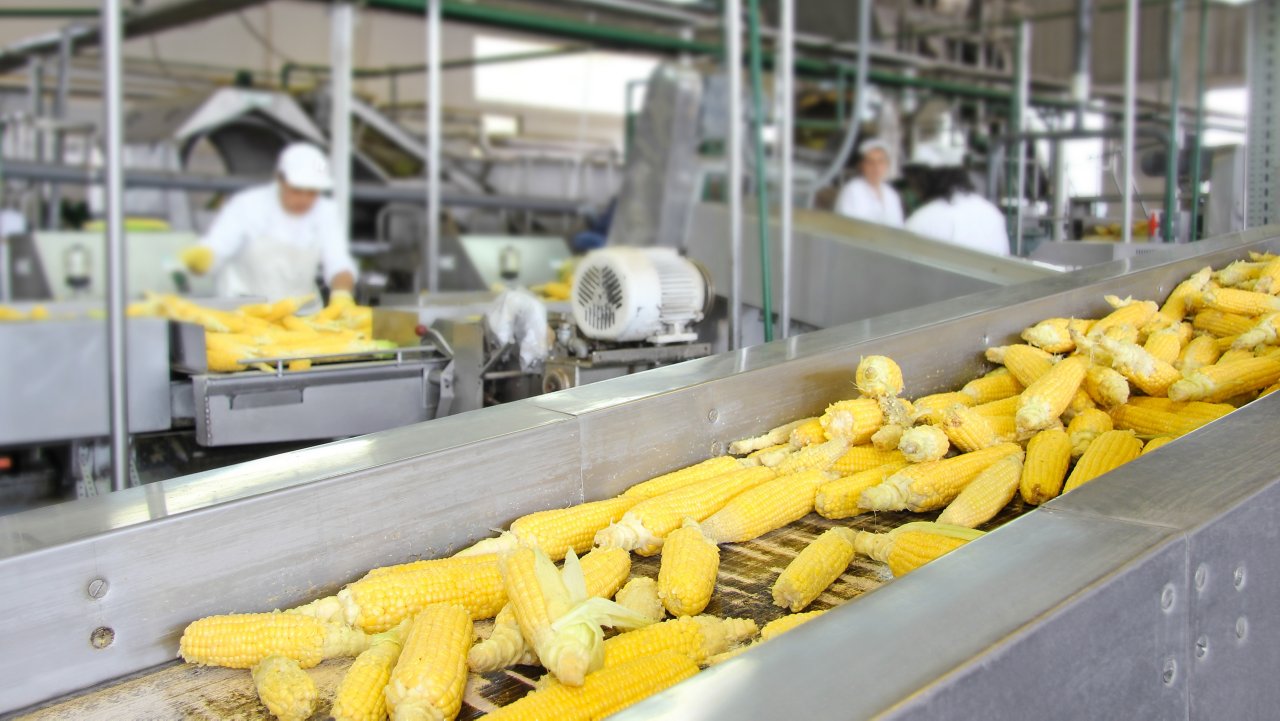 Corn cob on production line in a food industry