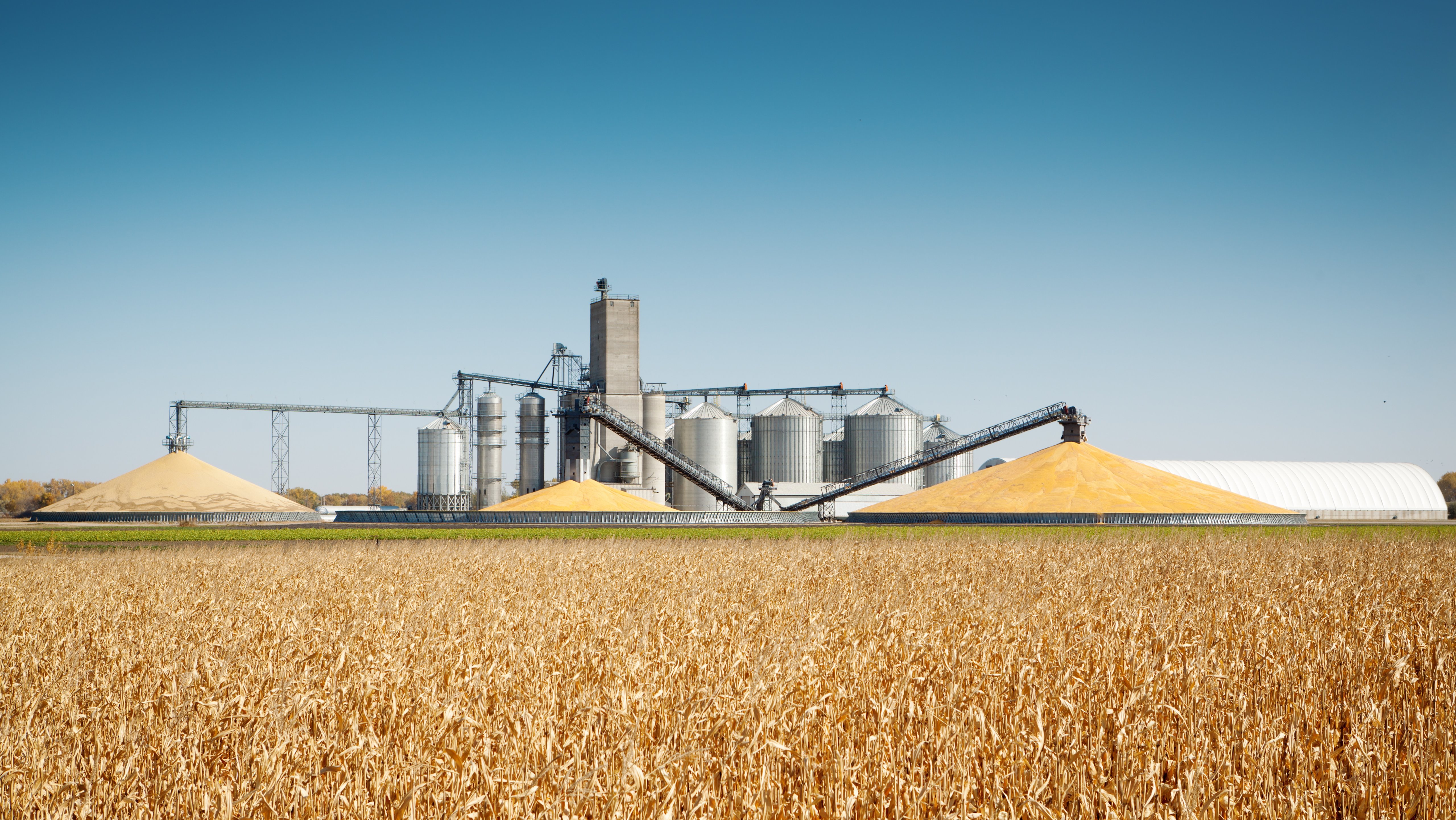Storage grain bin silos in a field of matured corn crop in harvest time.