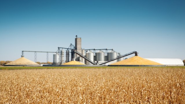 Storage grain bin silos in a field of matured corn crop in harvest time.