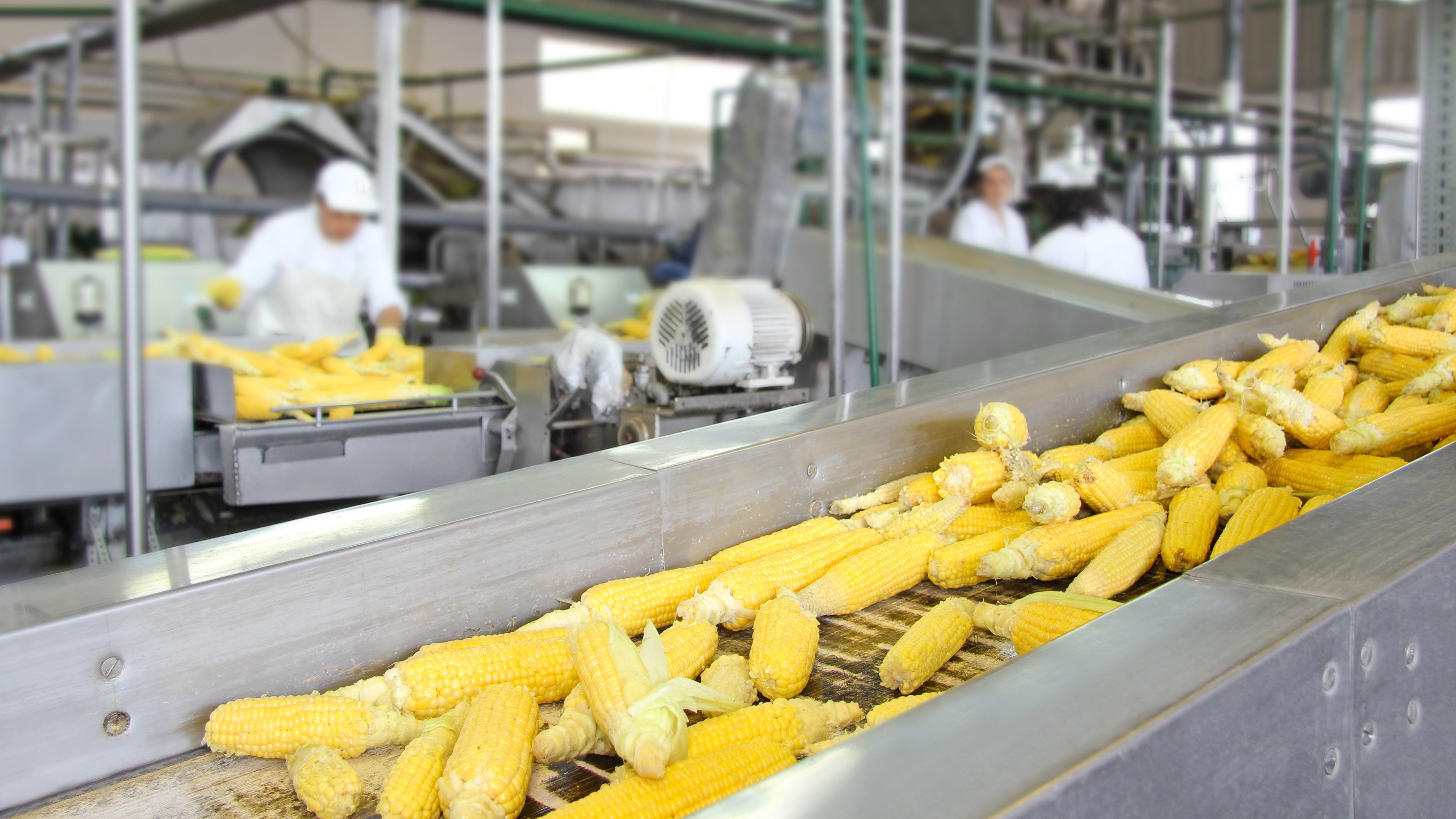 Corn on production line at a food processing center