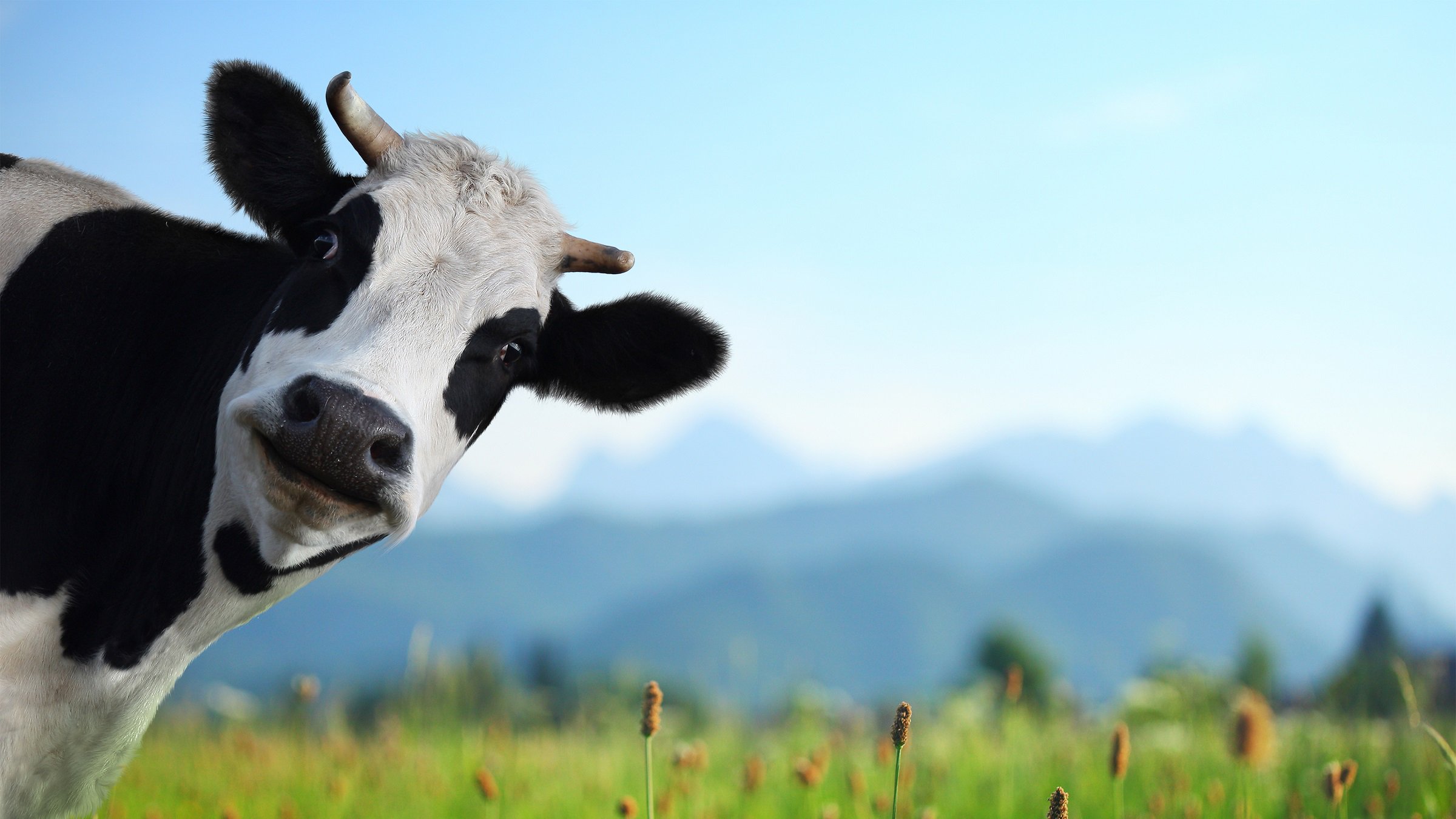 Funny cow on a green meadow looking to a camera with Alps on the background