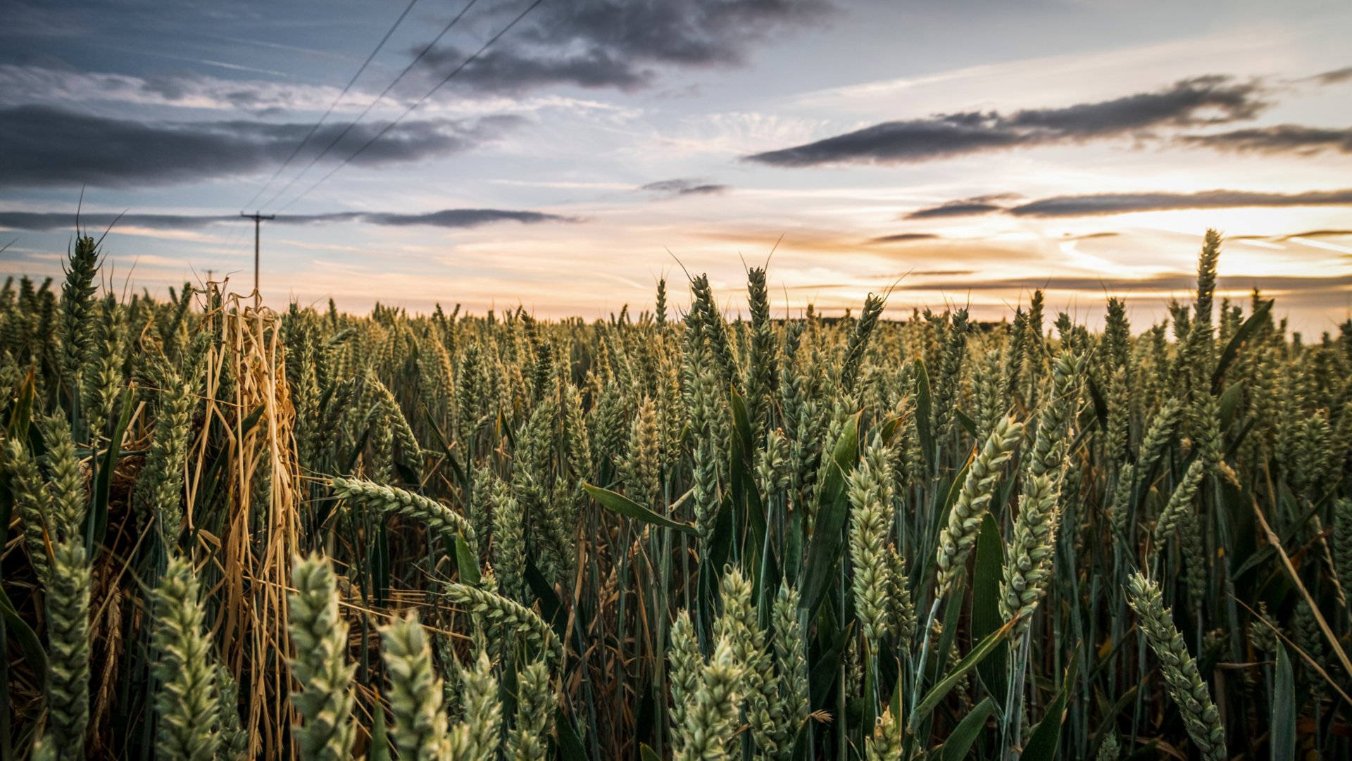 Crop fields in the Sunset near Pontefract in West Yorkshire