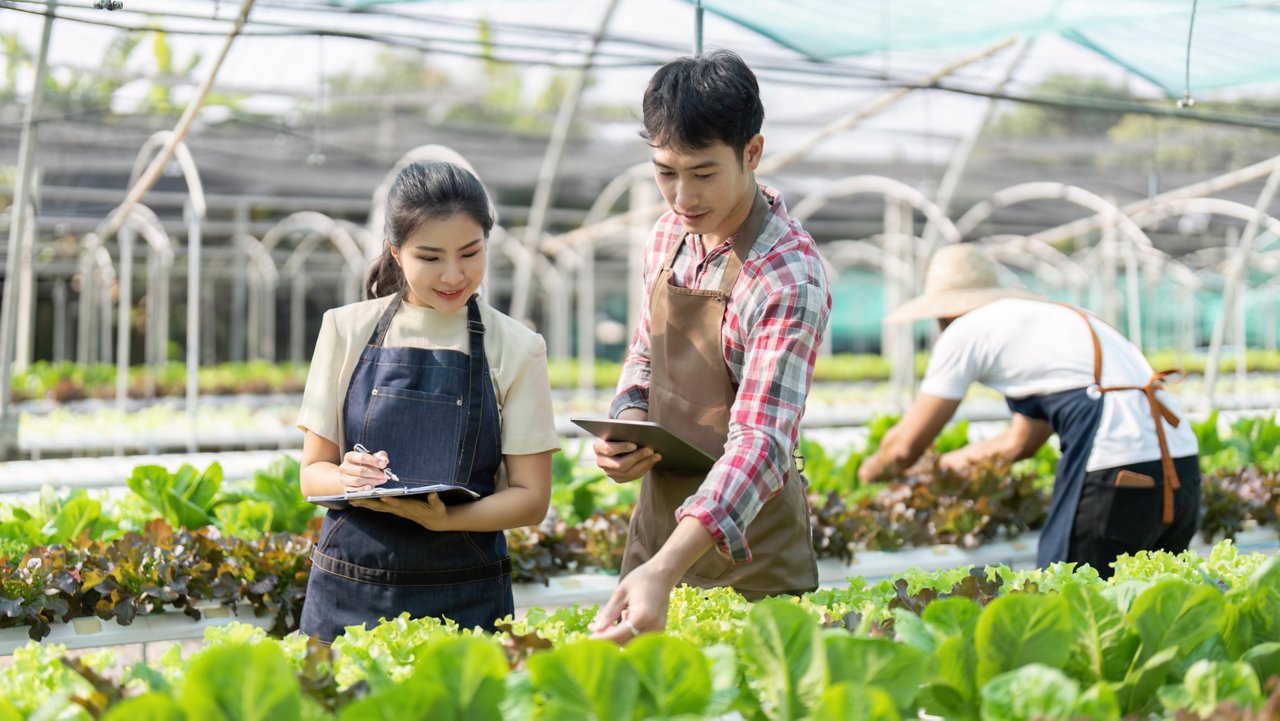 Asian woman and man farmer working together in organic hydroponic salad vegetable farm. using tablet inspect quality of lettuce in greenhouse garden.