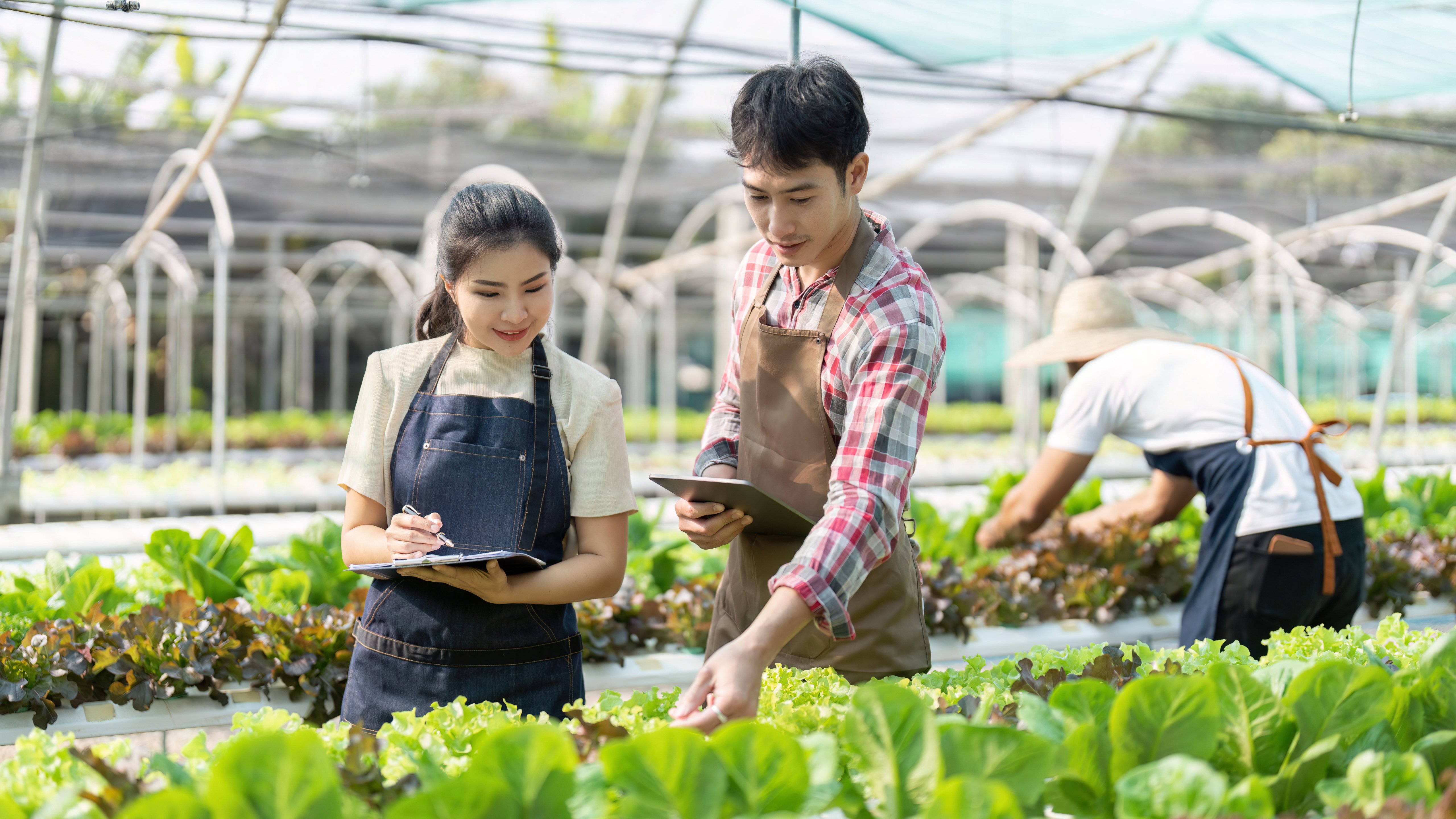 Asian woman and man farmer working together in organic hydroponic salad vegetable farm. using tablet inspect quality of lettuce in greenhouse garden.