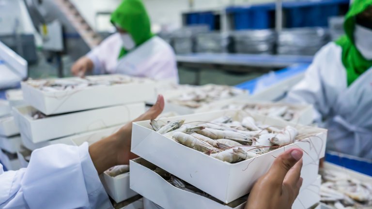 Workers at a farmed shrimp production plant packing frozen white prawns in a box
