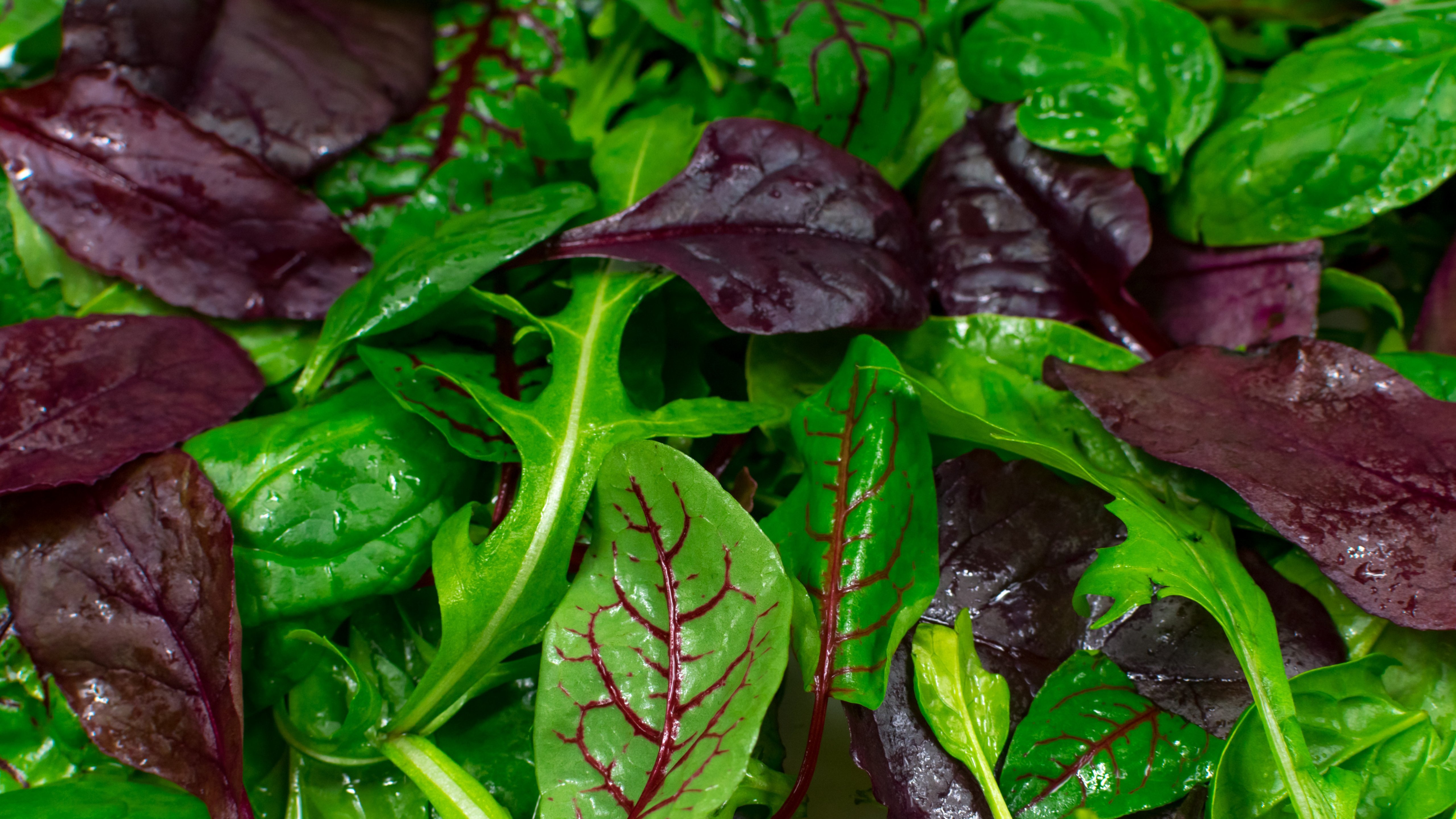Lettuce background Juicy fresh green and red lettuce leaves closeup Green leaves background Diet, healthy food