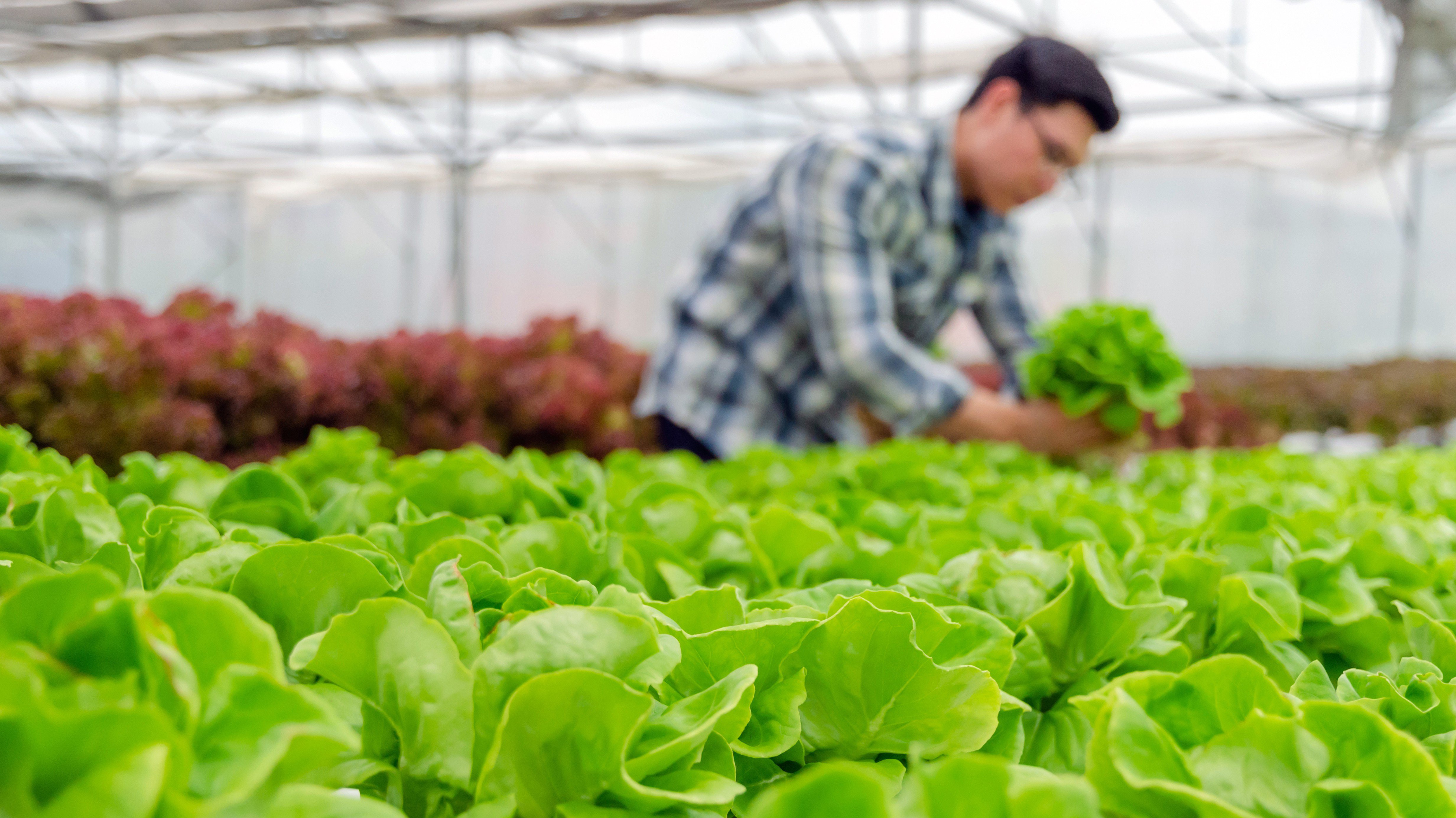 focus organic hydroponic vegetable produce in greenhouse nursery farm with farmer harvesting fresh green oak lettuce salad in background, smart farming, agriculture business, healthy food concept
