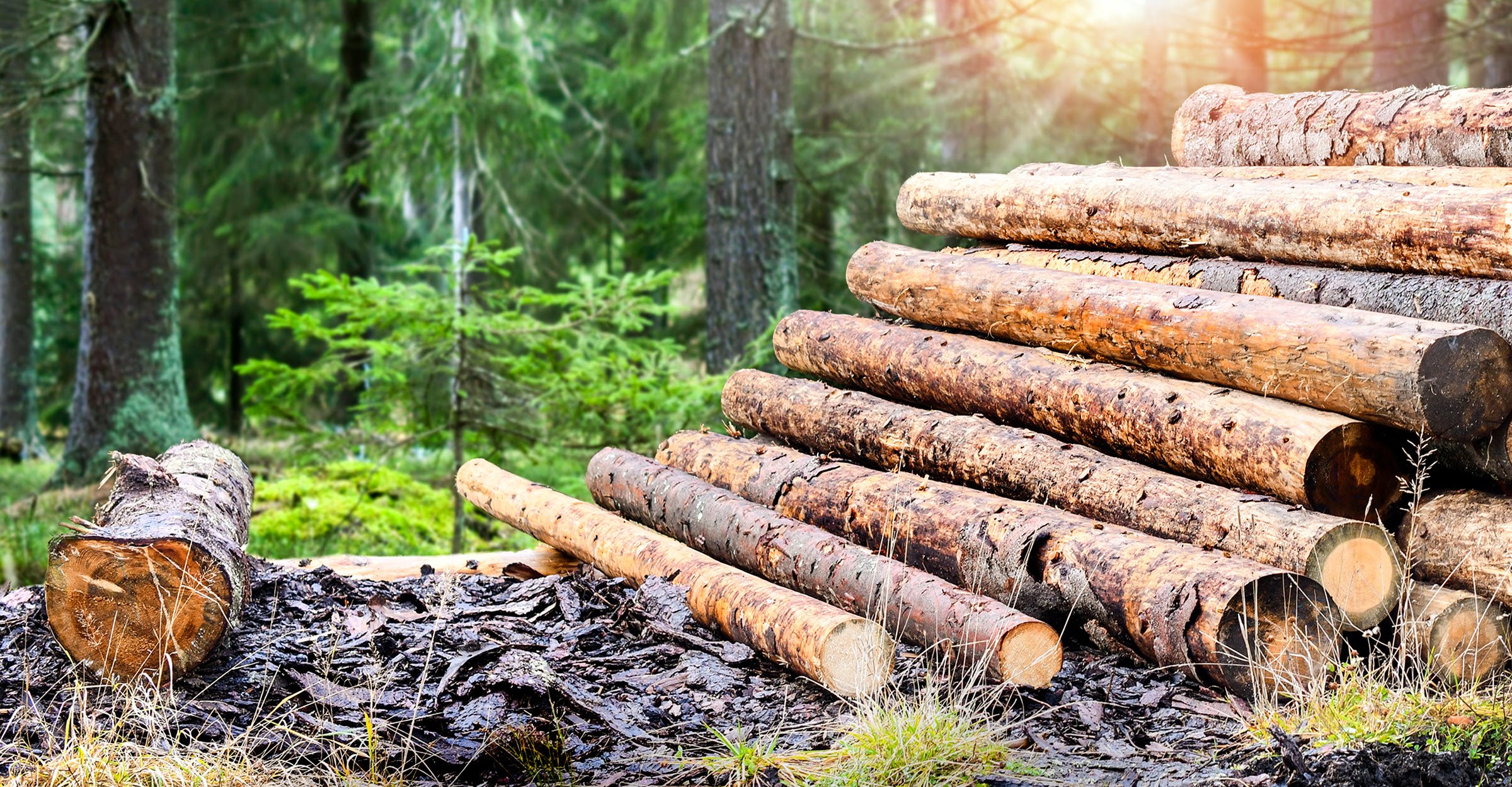 lumber forest pulp paper timber