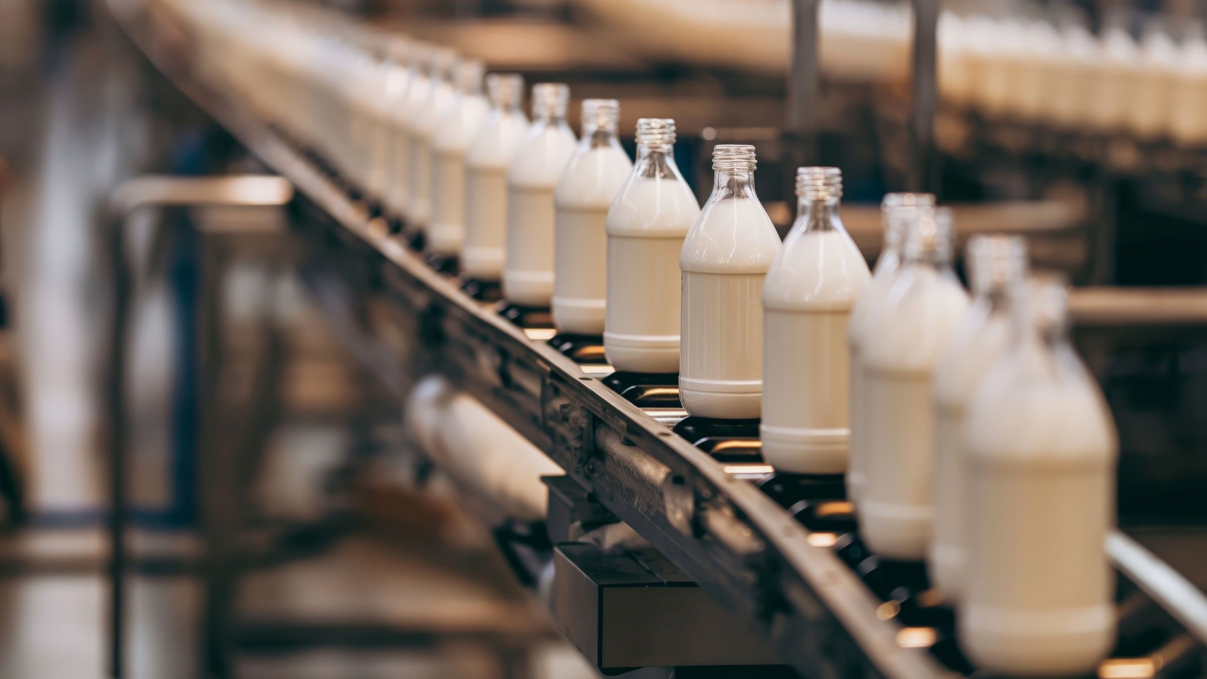 Rows of milk bottles on a conveyor belt, showcasing modern dairy production.