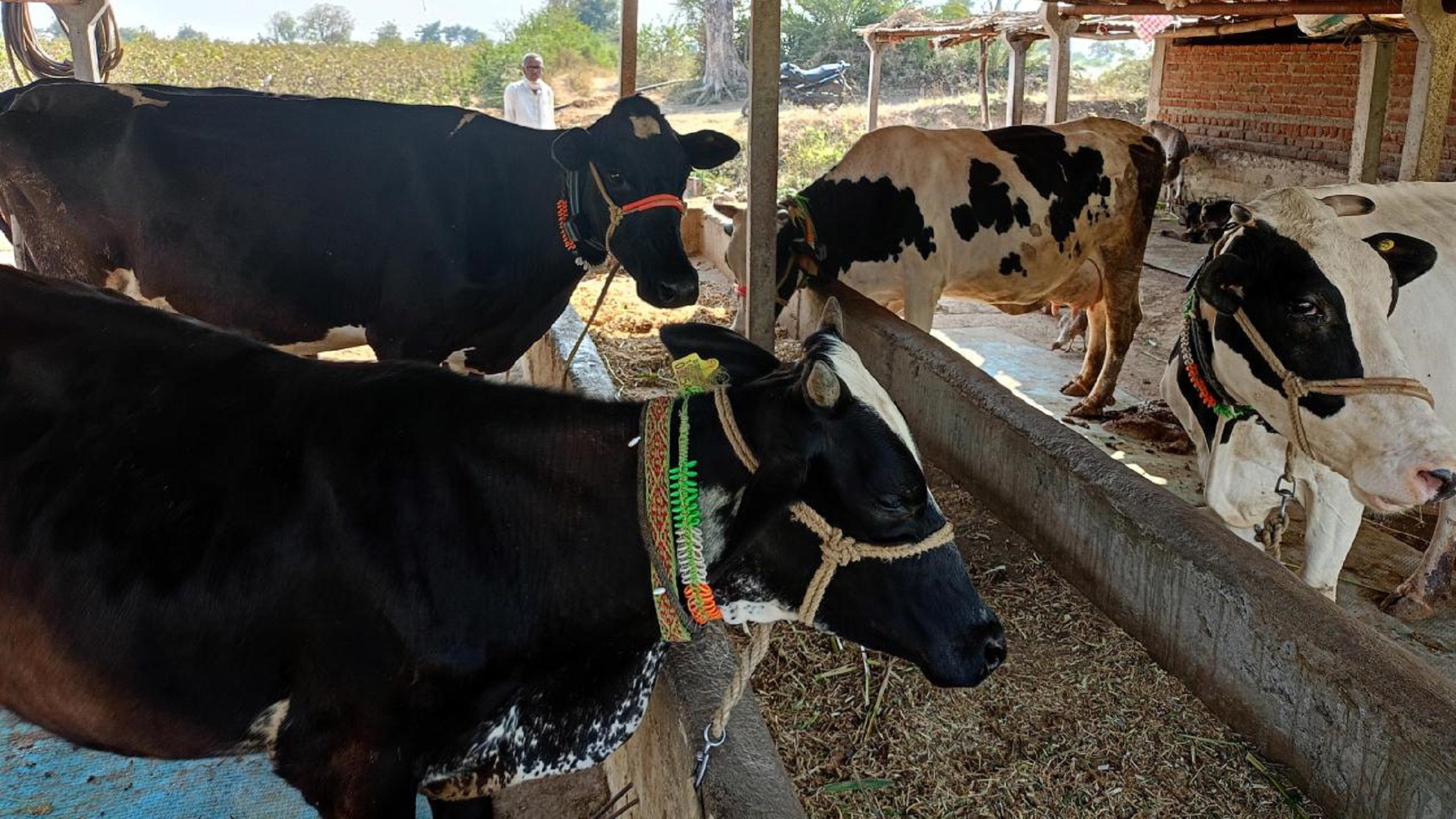 The cows of farmers participating in the Antargaon Dairy Development Project wear IoT collar devices to track health parameters