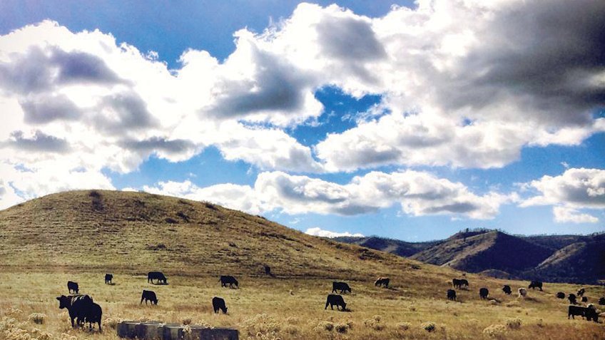 Land with cows and sky