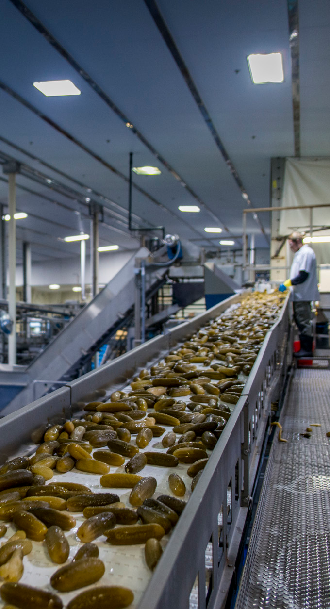 production line with pickles on conveyor belt in a brightly lit manufacturing facility