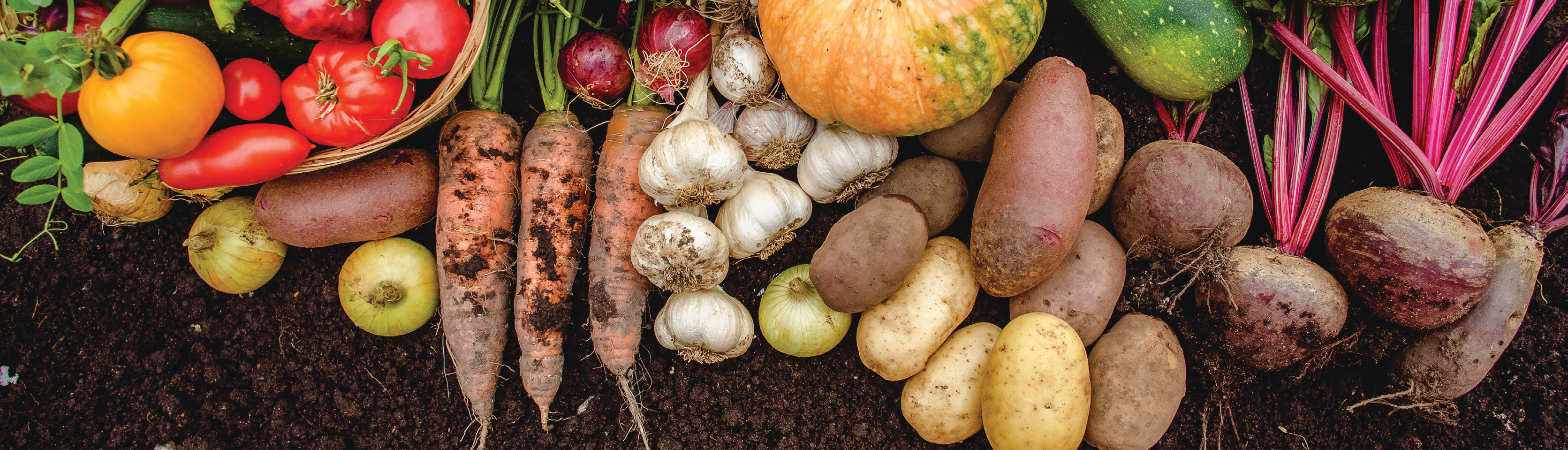 fresh vegetables including carrots, garlic, potatoes, and beets on soil, colorful agricultural produce photo