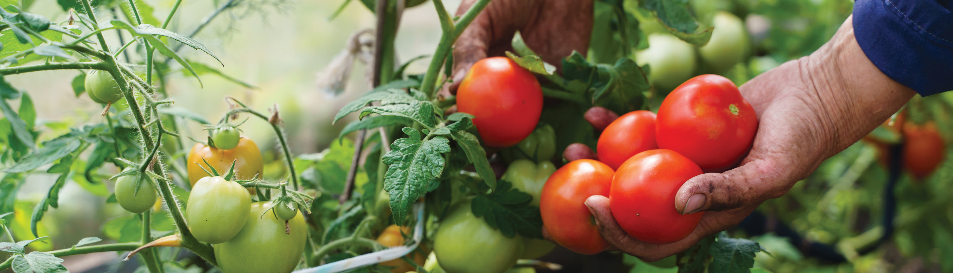 Tomato plants with ripe red tomatoes and a hand holding tomatoes in a greenhouse
