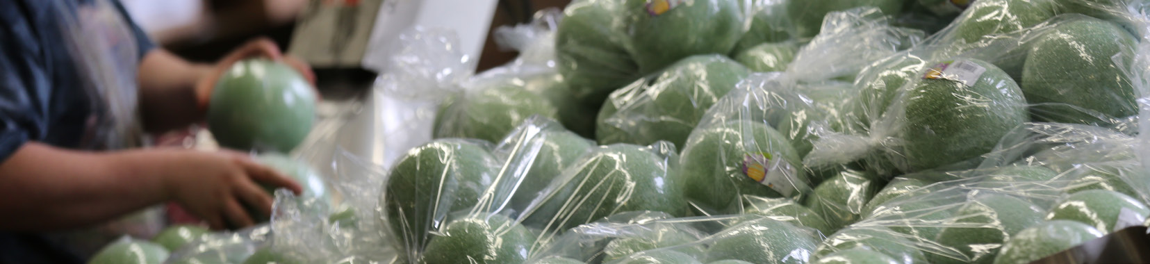 workers handling green spherical products wrapped in plastic in a manufacturing facility
