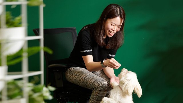This image shows a person interacting with a small white dog, similar to a Shih Tzu.