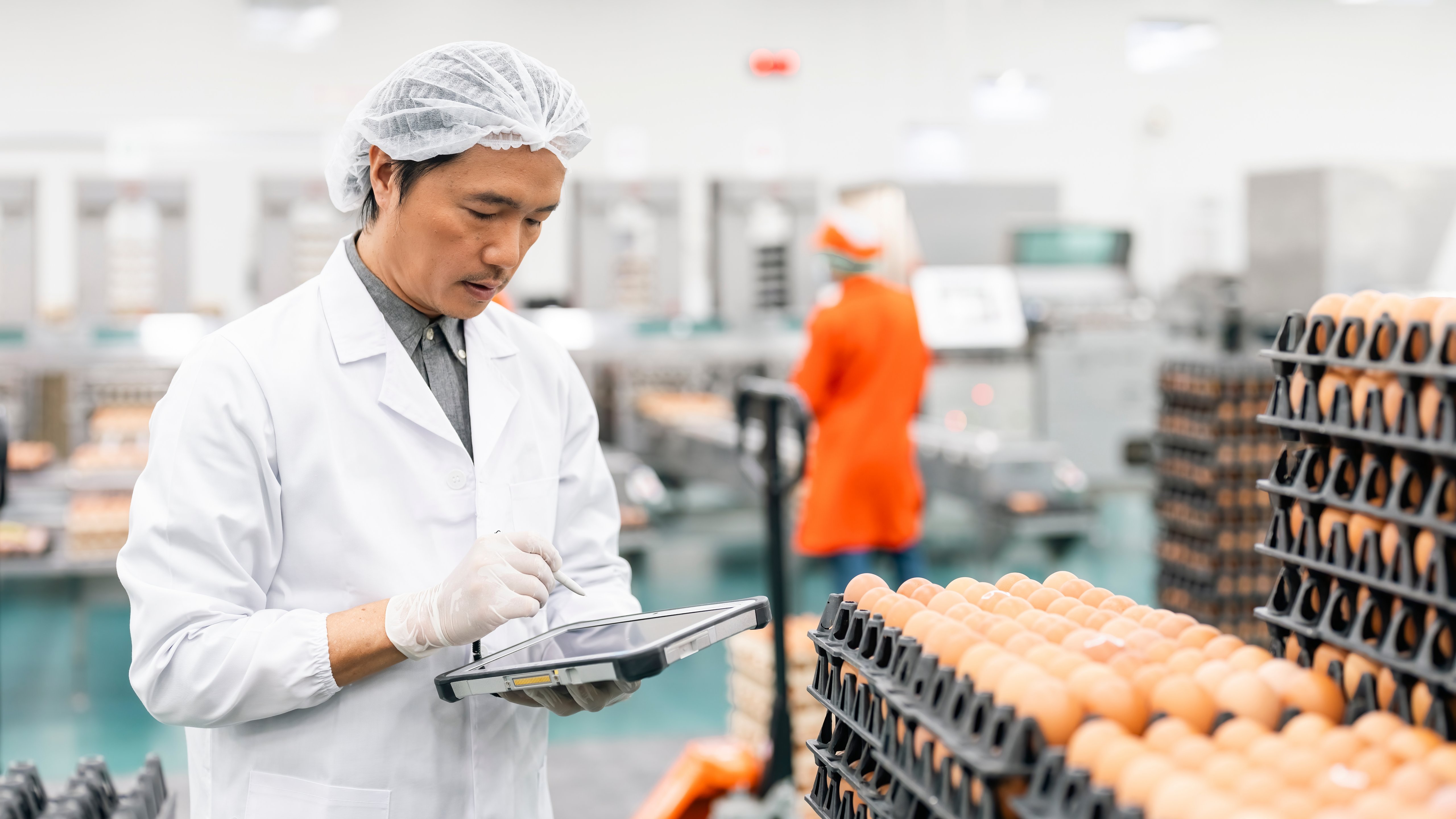 Quality control technician with hygienic clean suit and PPE working in eggs production factory, examining quality of eggs at the package.
