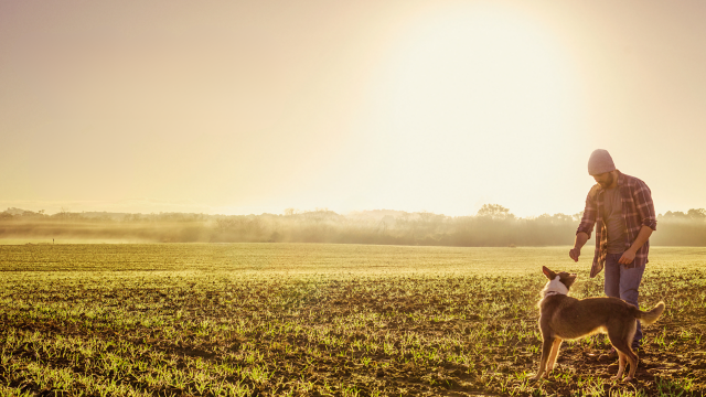 real pet food dog in field with owner